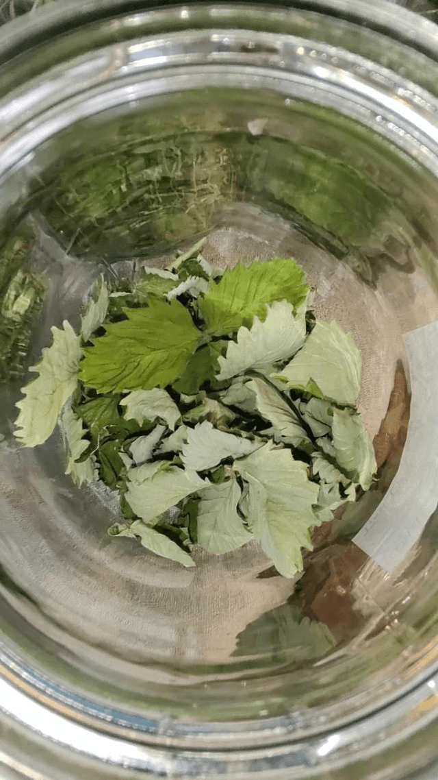 Wilde aardbei blad